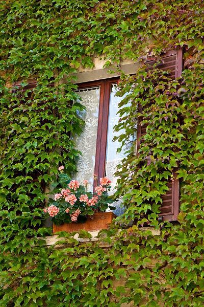 Eggers, Julie 아티스트의 Italy-Tuscany-Montepulciano Window surrounded by ivy with pot of geraniums in hill town작품입니다.